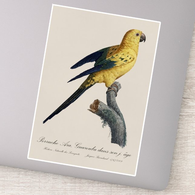 Solstiskonur Aratinga solstitialis Klistermärken (Guarouba dans sons jeune age / Sun parakeet. Sticker)