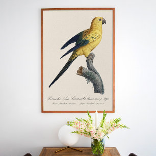 Solstiskonur Aratinga solstitialis Poster