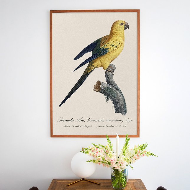 Solstiskonur Aratinga solstitialis Poster (Guarouba dans sons jeune age / Sun parakeet. Poster)