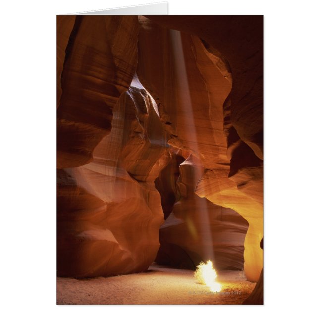 Solstrålande tumlare på kanyon golv hälsningskort (Framsidan)