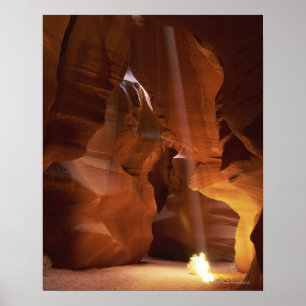 Solstrålande tumlare på kanyon golv poster