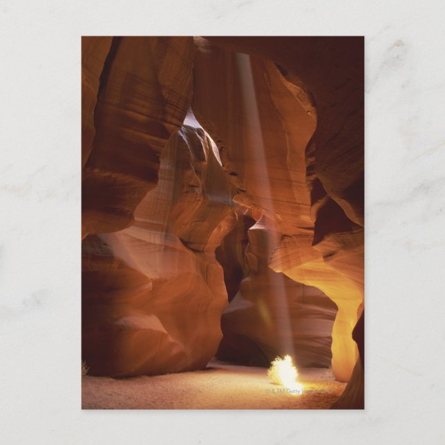 Solstrålande tumlare på kanyon golv vykort (Framsida)