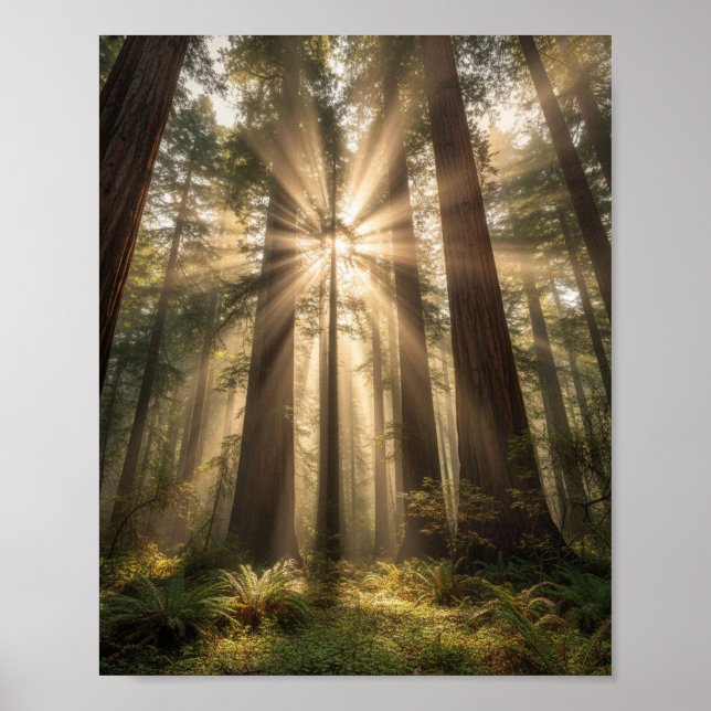 Solstrålar Genom Uråldriga Jättar Poster (Framsidan)