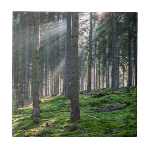 Solstrålar i Schwarzwald Kakelplatta