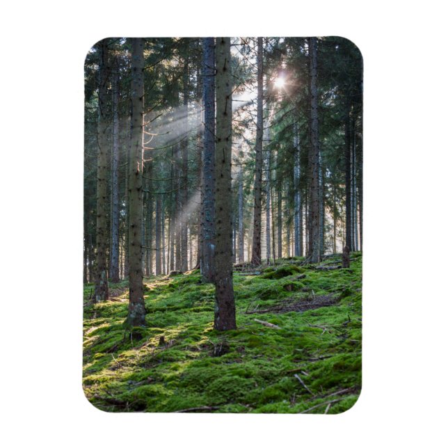 Solstrålar i Svarta skogen Magnet (Vertikal)