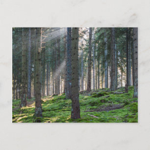 Solstrålar i Svarta skogen Vykort