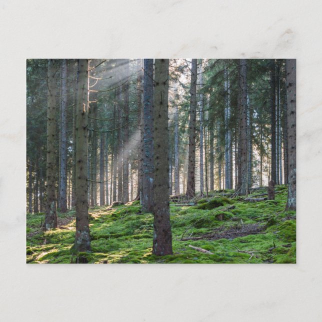 Solstrålar i Svarta skogen Vykort (Framsida)