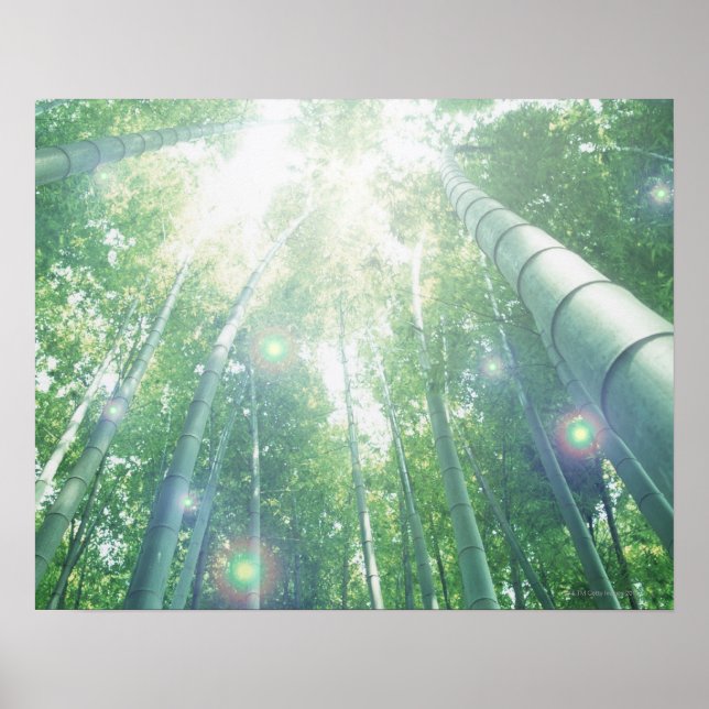 Solstrålar som bläddrar genom bambu poster (Framsidan)