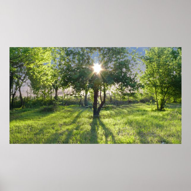 Solstråle Poster (Framsidan)