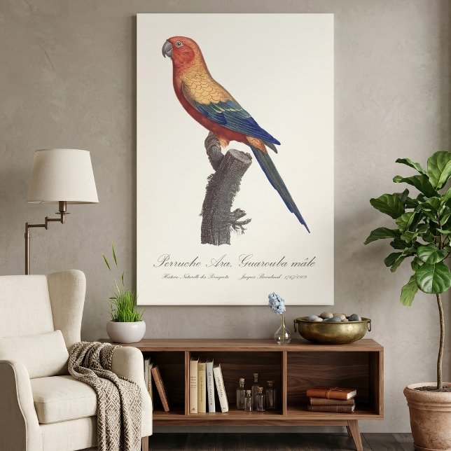 Solstråleara, Aratinga solstitialis Canvastryck (Sun Parakeet Male, Aratinga Solstitialis. Canvas Print)