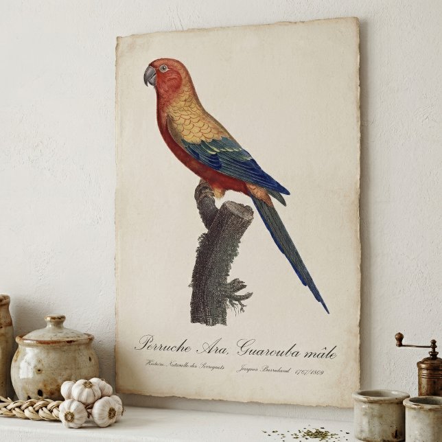Solstråleara, Aratinga solstitialis Poster (Sun Parakeet Male, Aratinga Solstitialis. Poster)