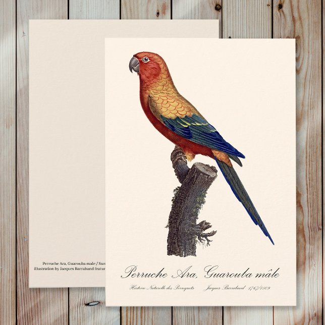 Solstråleara, Aratinga solstitialis Tack Kort (Sun Parakeet Male, Aratinga Solstitialis. Thank You Card)