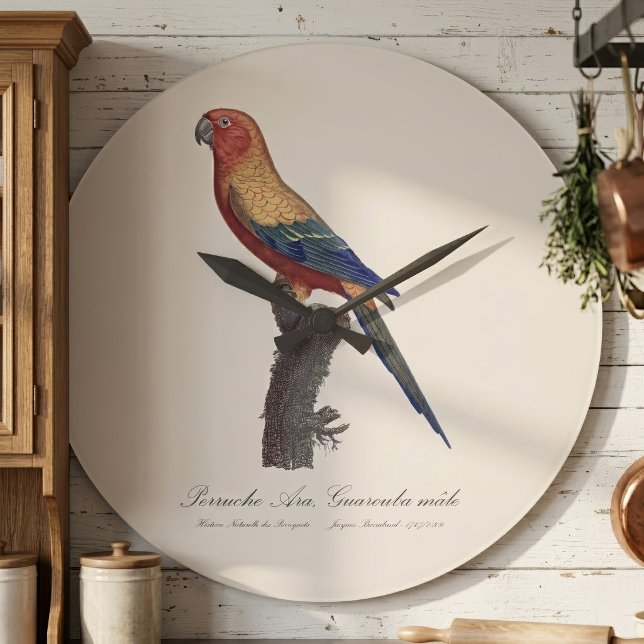 Solstråleara Hane, Aratinga Solstitialis Stor Klocka (Sun Parakeet Male, Aratinga Solstitialis. Large Clock)