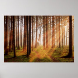 Solstrålskog Poster