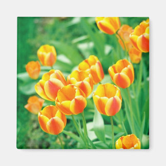 Soltulpaner Magnet