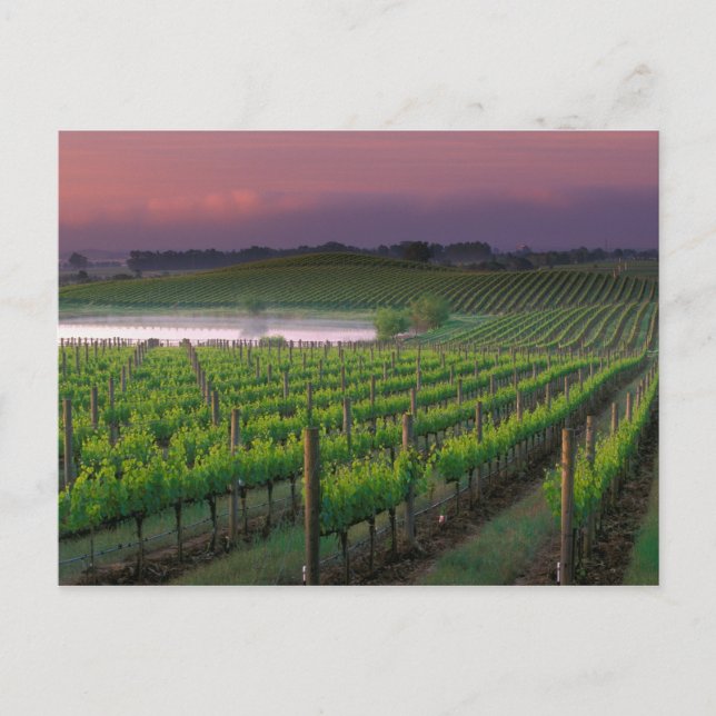 Soluppgång färg i den avlägsna dimman bakom vykort (Framsida)