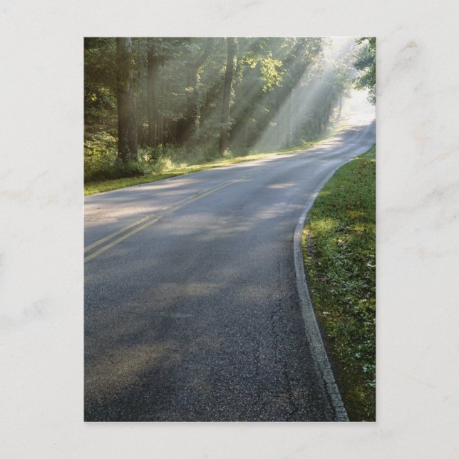 Soluppgång genom dimma längs Green River Vykort (Framsida)