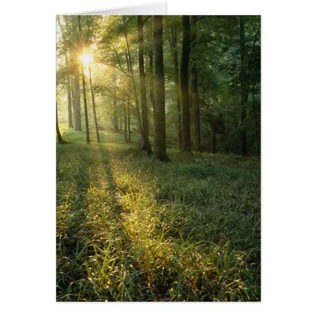 Soluppgång genom ek- och hickory-skog, Mammoth Hälsningskort (Framsidan)