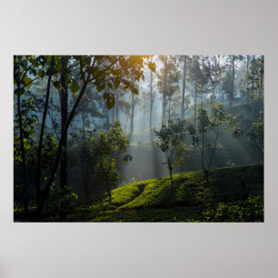 Soluppgång över Maskeliya: Sri Lanka Tea Plantatio Poster
