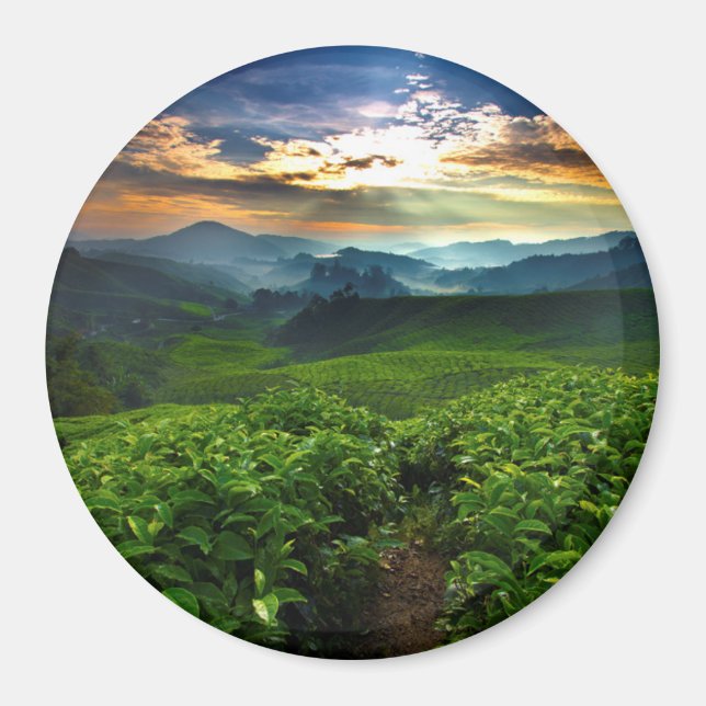 Soluppgång över Tea Farm Magnet (Framsidan)