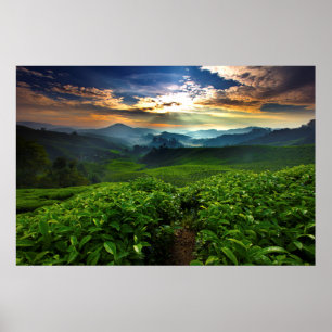 Soluppgång över Tea Farm Poster