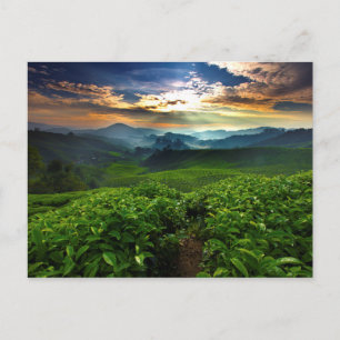 Soluppgång över Tea Farm Vykort