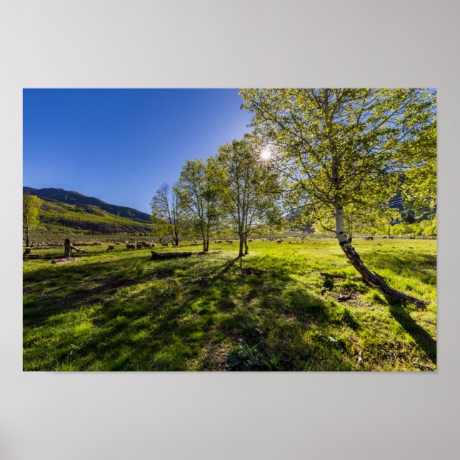 Soluppgång på betesmark för får poster (Framsidan)