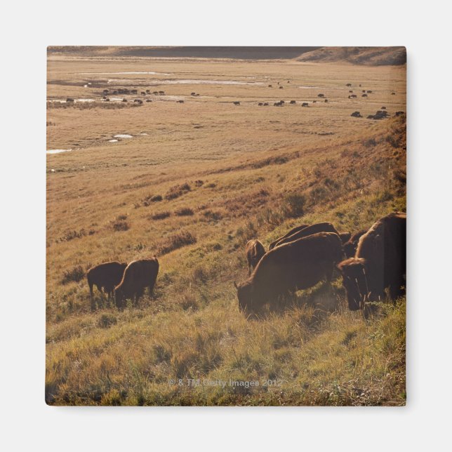 Soluppgång på Bison Magnet (Framsidan)
