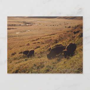 Soluppgång på Bison Vykort