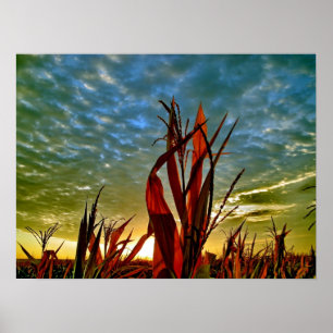 Soluppgång på cornfielden poster