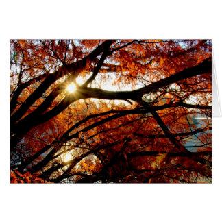 Soluppgång på den Cox arboretumen i Dayton, Ohio Hälsningskort