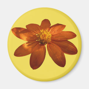 Soluppgång på den mexikanska solrosOrangens Blommi Magnet