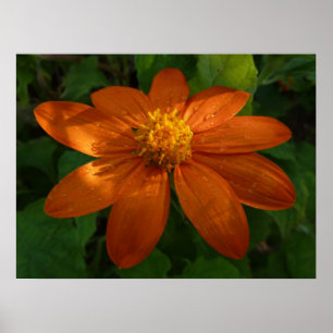 Soluppgång på den mexikanska solrosOrangens Blommi Poster