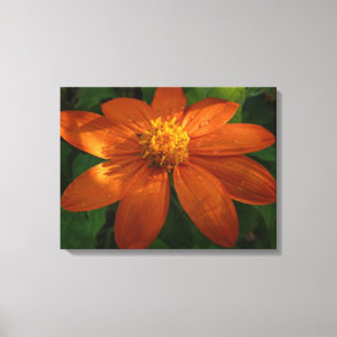 Soluppgång på mexikansk solros orange blomma canvastryck
