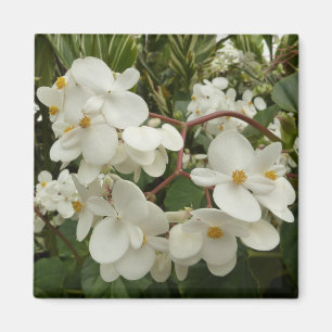 Soluppgång på mexikansk solros orange blomma magnet