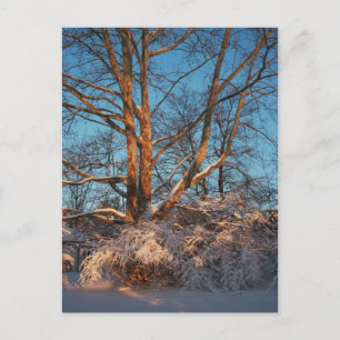 Soluppgång, Snö och Sycamore Vykort