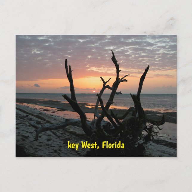 Soluppgång vid Key West Florida Vykort (Framsida)