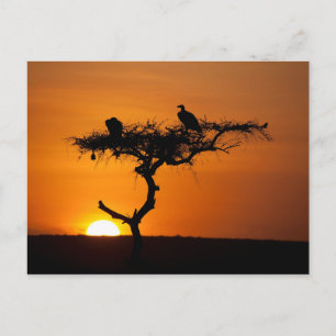 Soluppgång vid Masai Mara, Kenya Vykort