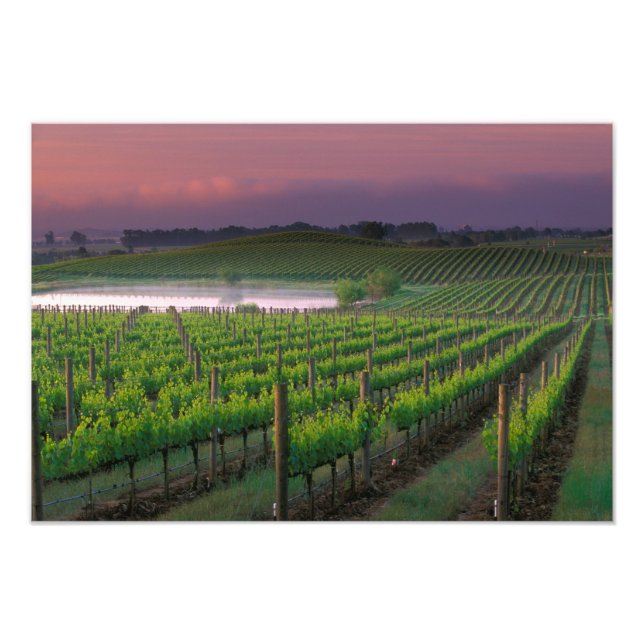 Soluppgångsfärg i dimman bakom fototryck (Framsidan)