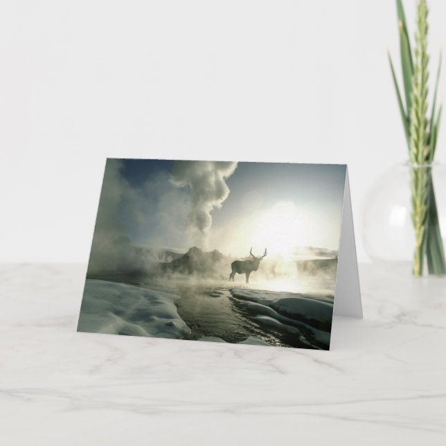 Soluppgångssilhuett av älg vid Castle Geyser Kort (Framsida)