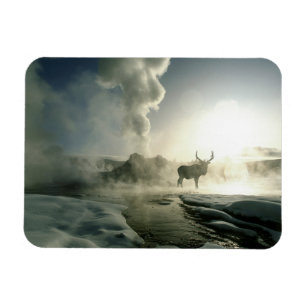 Soluppgångssilhuett av älg vid Castle Geyser Magnet