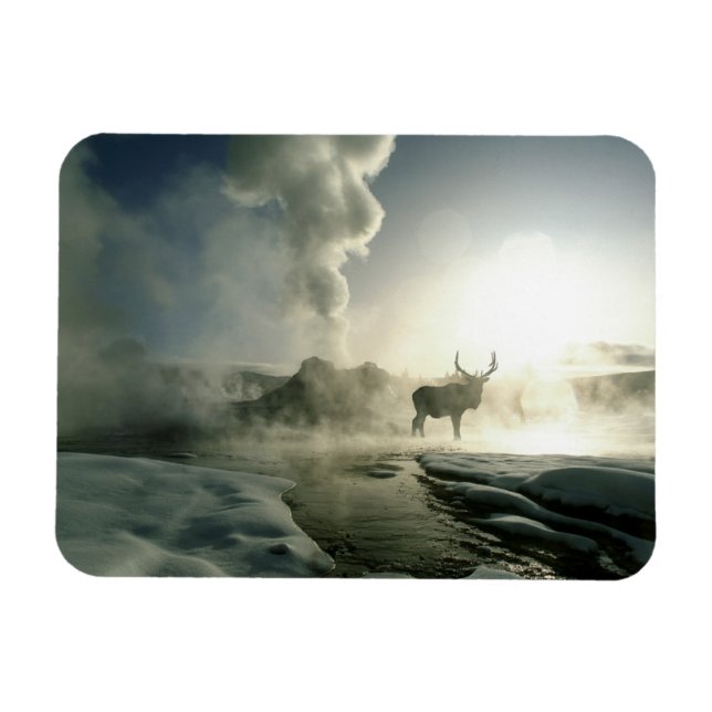 Soluppgångssilhuett av älg vid Castle Geyser Magnet (Horisontell)