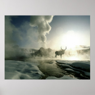 Soluppgångssilhuett av älg vid Castle Geyser Poster