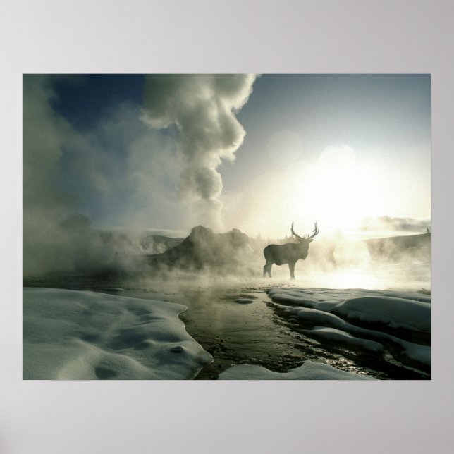 Soluppgångssilhuett av älg vid Castle Geyser Poster (Framsidan)