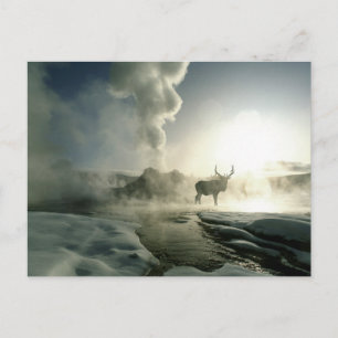 Soluppgångssilhuett av älg vid Castle Geyser Vykort