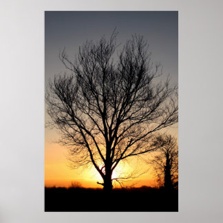 SoluppgångTree Poster