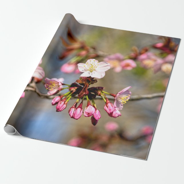 Solurablommor och Lilor, friska Presentpapper (Utrullad)