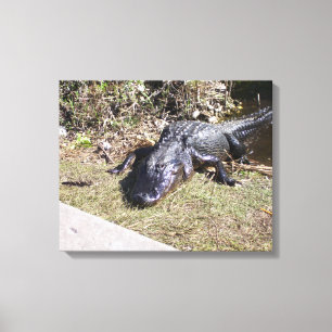 Solvärmd alligator på Floridas träskmark Canvastryck