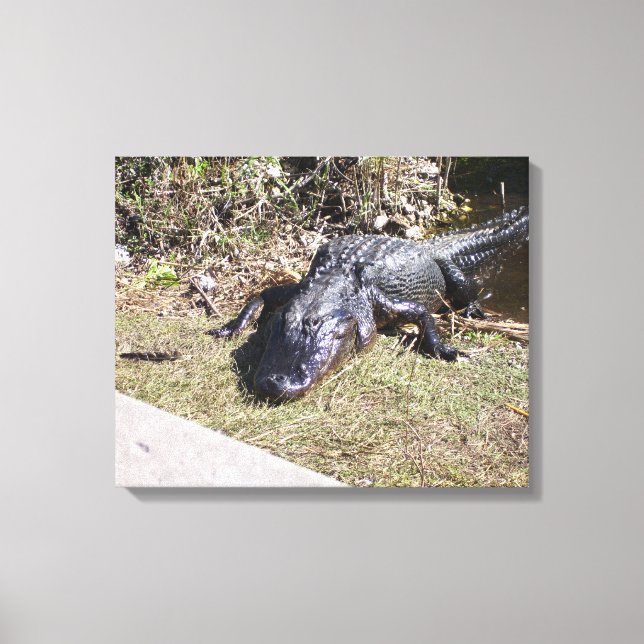 Solvärmd alligator på Floridas träskmark Canvastryck (Framsida)
