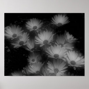 Solvit, svart, afrikansk Daisy, högkontrast Poster